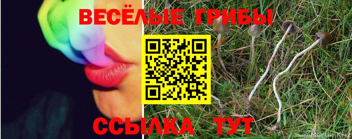 Псилоцибиновые грибы Cubensis Великий Новгород